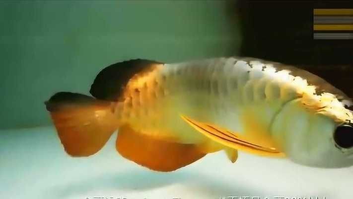 金頭過(guò)背龍魚瞎了個(gè)眼是不是不值錢了：金頭過(guò)背龍魚價(jià)格對(duì)比分析金頭過(guò)背龍魚價(jià)格對(duì)比