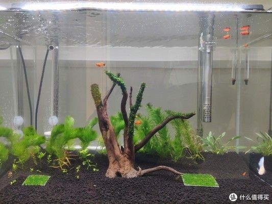 龍眼木放魚缸里為什么水起泡：龍眼木放魚缸里為什么水起泡的直接答案是魚缸水起泡的原因