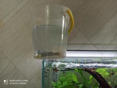 水族箱光照周期設置：水族箱光照周期對于維持水生生物的健康至關重要