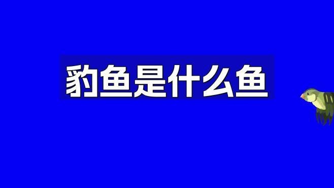 德州豹和龍魚混養