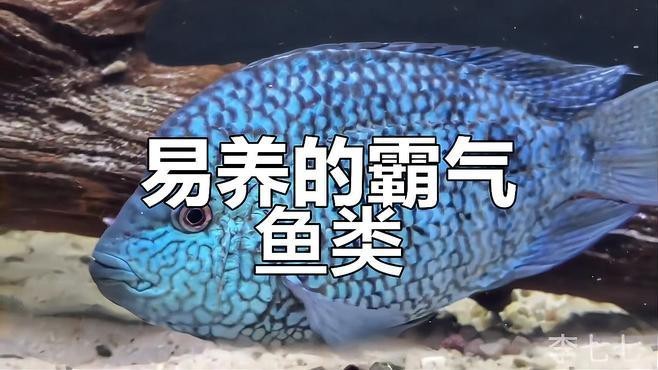 德州豹和龍魚混養