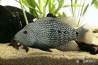 德州豹和龍魚混養