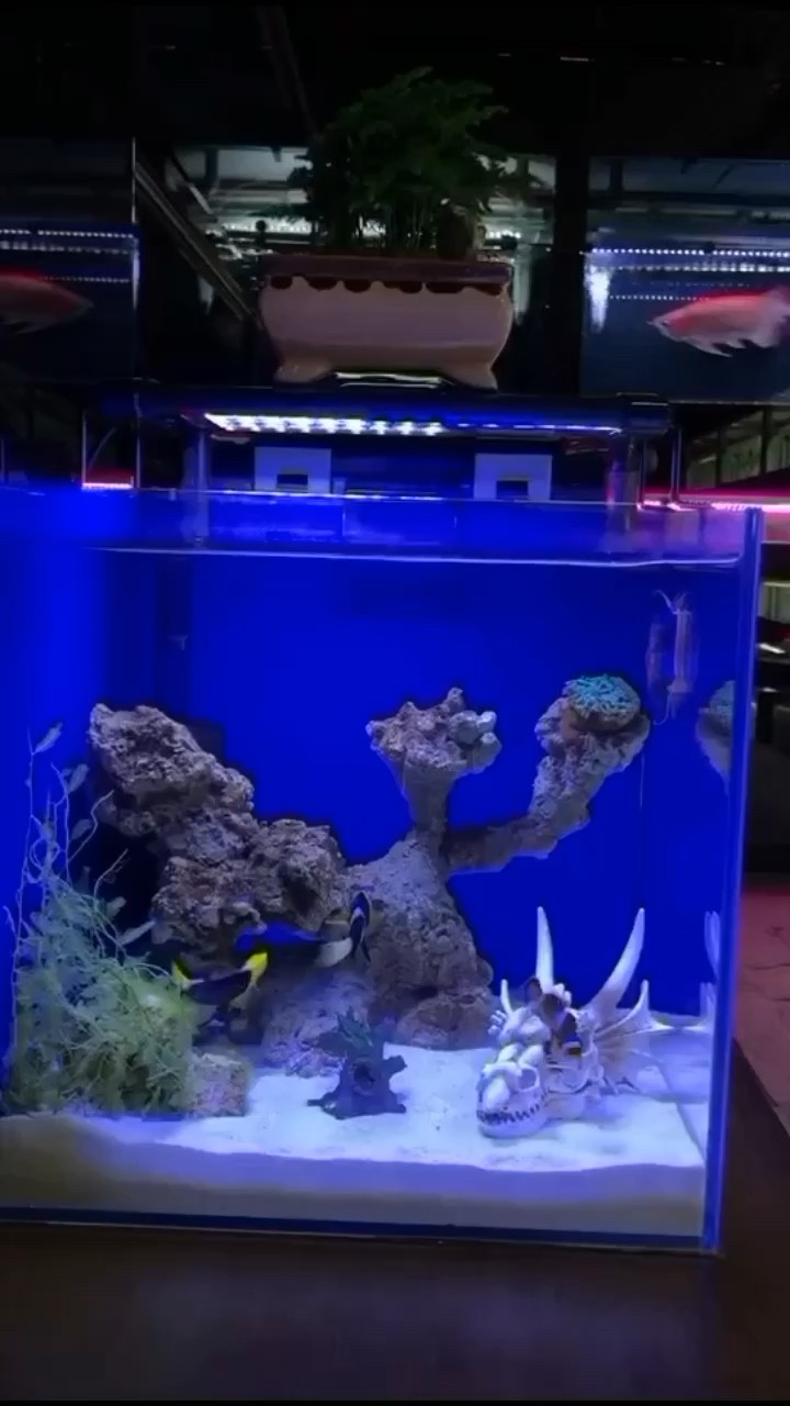 龍魚店里的海缸