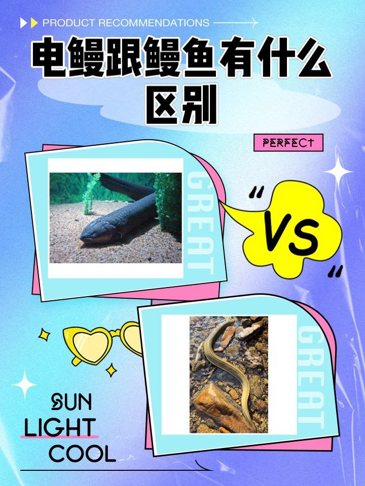 電鰻不是鰻魚是什么？