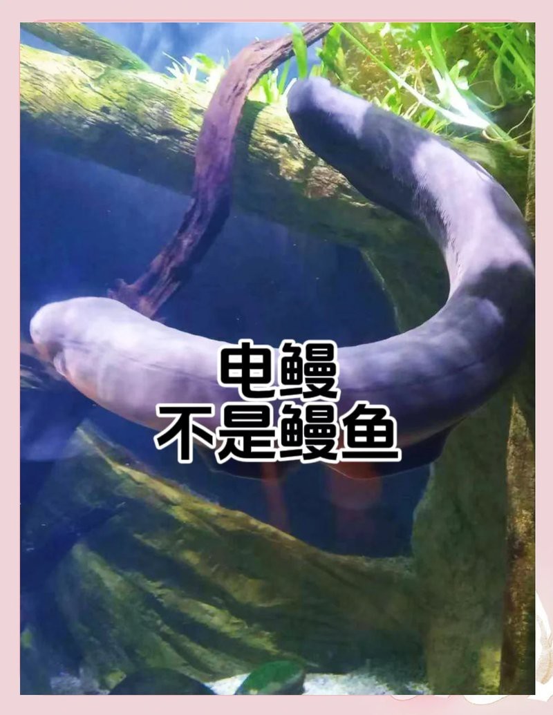電鰻不是鰻魚是什么？