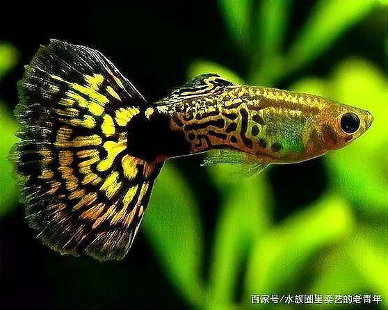 單獨一條母魚會繁殖嗎