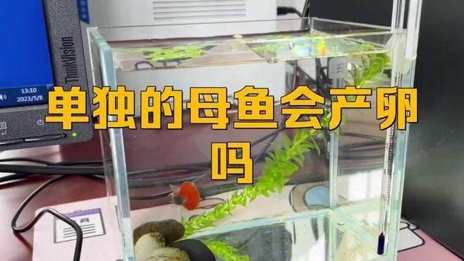 單獨一條母魚會繁殖嗎