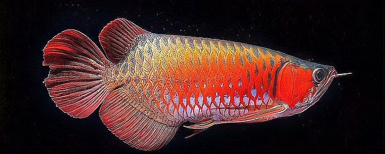 單獨一條母魚會繁殖嗎
