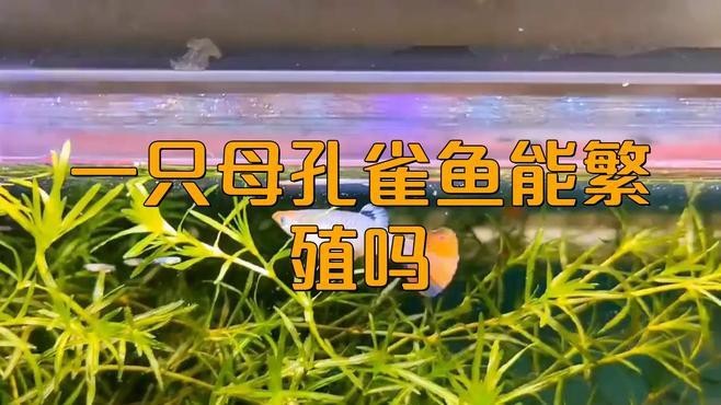 單獨一條母魚會繁殖嗎