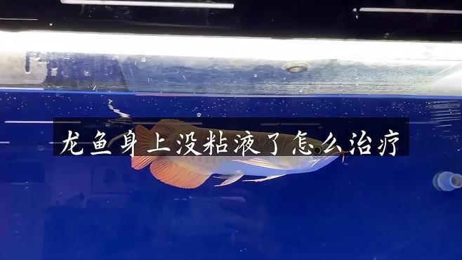 龍魚黏膜脫落怎么辦
