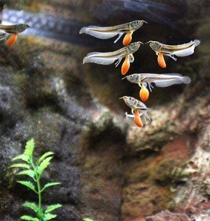 銀龍魚半年能長多大