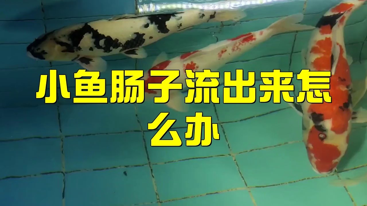 龍魚內臟外露后還能恢復嗎？ 龍魚內臟外露后還能恢復嗎？ 龍魚百科 第1張