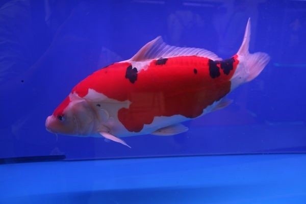 魚缸水泵沒反應(yīng)了：如何清理魚缸水泵堵塞，魚缸水泵葉輪更換指南 魚缸水泵沒反應(yīng)了：如何清理魚缸水泵堵塞，魚缸水泵葉輪更換指南 魚缸百科 第4張