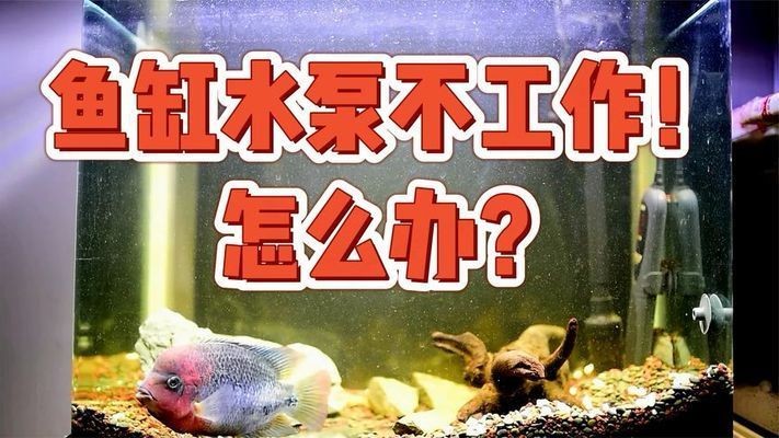 魚缸水泵沒反應(yīng)了：如何清理魚缸水泵堵塞，魚缸水泵葉輪更換指南 魚缸水泵沒反應(yīng)了：如何清理魚缸水泵堵塞，魚缸水泵葉輪更換指南 魚缸百科 第2張