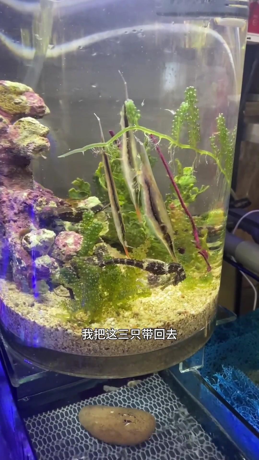 刀片魚(yú)是什么魚(yú) 龍魚(yú)論壇 第3張 刀片魚(yú)是什么魚(yú) 刀片魚(yú)是什么魚(yú) 龍魚(yú)論壇 第3張