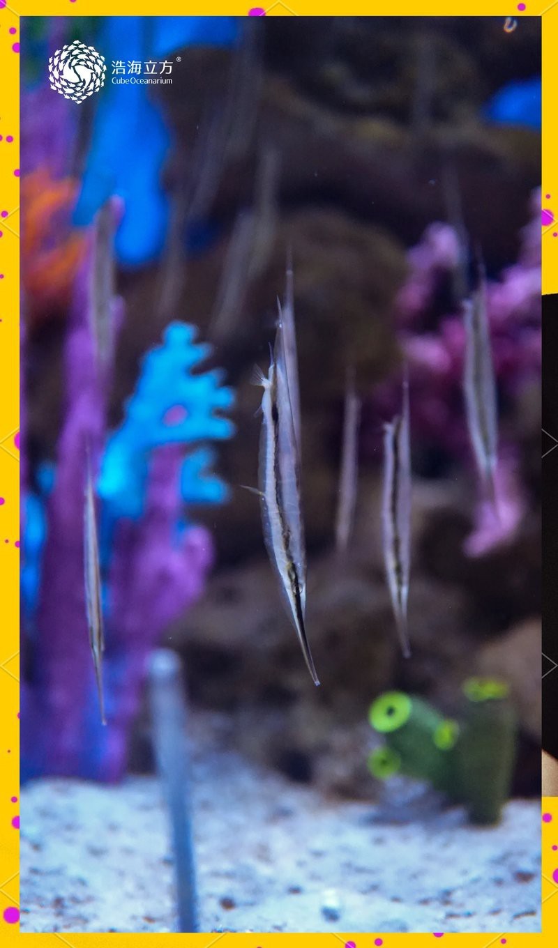 刀片魚(yú)是什么魚(yú) 龍魚(yú)論壇 第2張 刀片魚(yú)是什么魚(yú) 刀片魚(yú)是什么魚(yú) 龍魚(yú)論壇 第2張