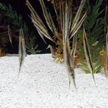 刀片魚(yú)是什么魚(yú) 刀片魚(yú)是什么魚(yú) 龍魚(yú)論壇 第8張