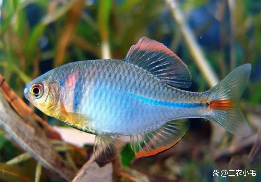 刀片魚(yú)是什么魚(yú) 龍魚(yú)論壇 第5張 刀片魚(yú)是什么魚(yú) 刀片魚(yú)是什么魚(yú) 龍魚(yú)論壇 第5張