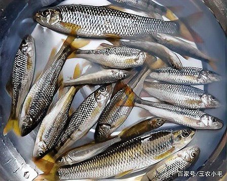 刀片魚(yú)是什么魚(yú) 龍魚(yú)論壇 第4張 刀片魚(yú)是什么魚(yú) 刀片魚(yú)是什么魚(yú) 龍魚(yú)論壇 第4張