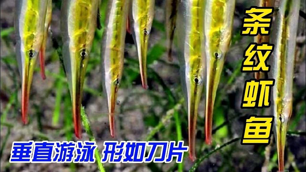 刀片魚(yú)是什么魚(yú) 龍魚(yú)論壇 第6張 刀片魚(yú)是什么魚(yú) 刀片魚(yú)是什么魚(yú) 龍魚(yú)論壇 第6張
