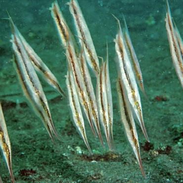 刀片魚(yú)是什么魚(yú) 刀片魚(yú)是什么魚(yú) 龍魚(yú)論壇 第10張