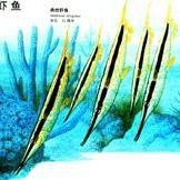 刀片魚(yú)是什么魚(yú) 刀片魚(yú)是什么魚(yú) 龍魚(yú)論壇 第13張