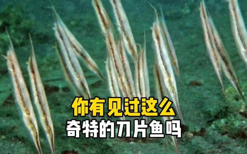 刀片魚(yú)是什么魚(yú) 刀片魚(yú)是什么魚(yú) 龍魚(yú)論壇 第11張