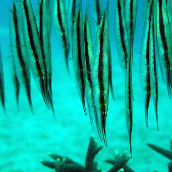 刀片魚(yú)是什么魚(yú) 刀片魚(yú)是什么魚(yú) 龍魚(yú)論壇 第9張