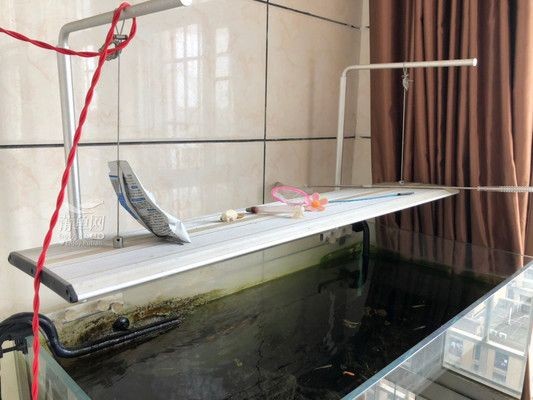 廣州二手魚缸轉讓背后的故事，需要注意以下幾點：二手魚缸轉讓背后的故事