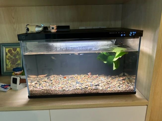 小魚未來魚缸怎么養(yǎng)：如何正確飼養(yǎng)小型魚