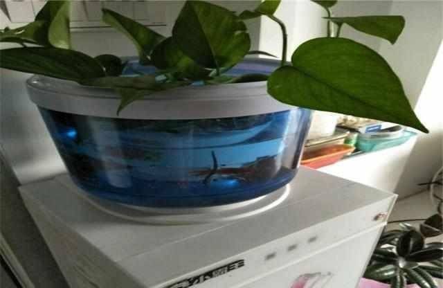 小魚未來魚缸怎么養(yǎng)：如何正確飼養(yǎng)小型魚