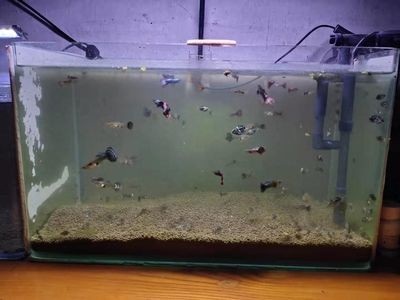 小魚未來魚缸怎么養(yǎng)：如何正確飼養(yǎng)小型魚