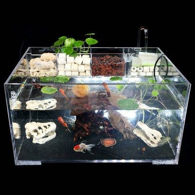 小魚未來魚缸怎么養(yǎng)：如何正確飼養(yǎng)小型魚