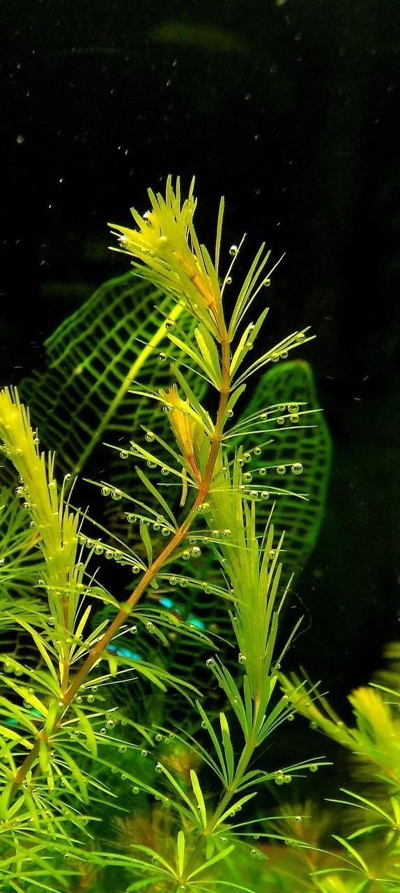 秋刀魚是寒性還是熱性