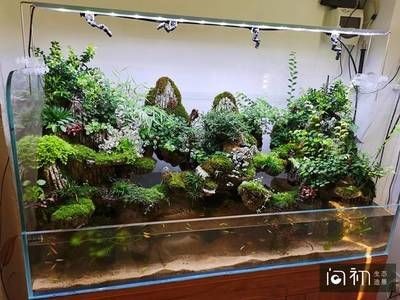 廣州魚缸造景展會的信息：“廣州魚缸造景展會”的信息可能會涉及到魚缸造景的相關活動