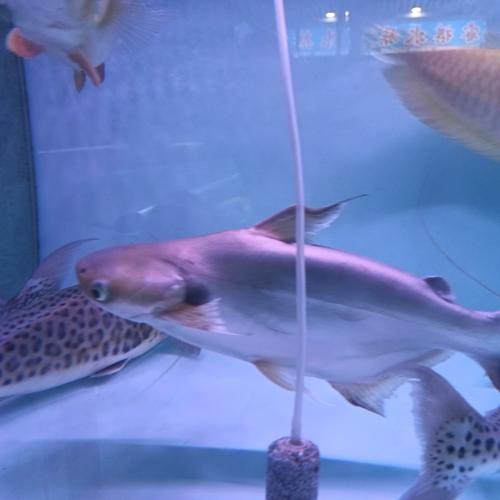 淡水白鯊圖片大全