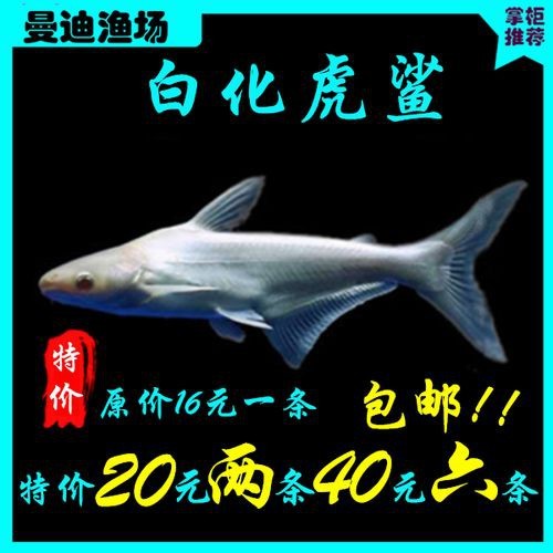 淡水白鯊圖片大全