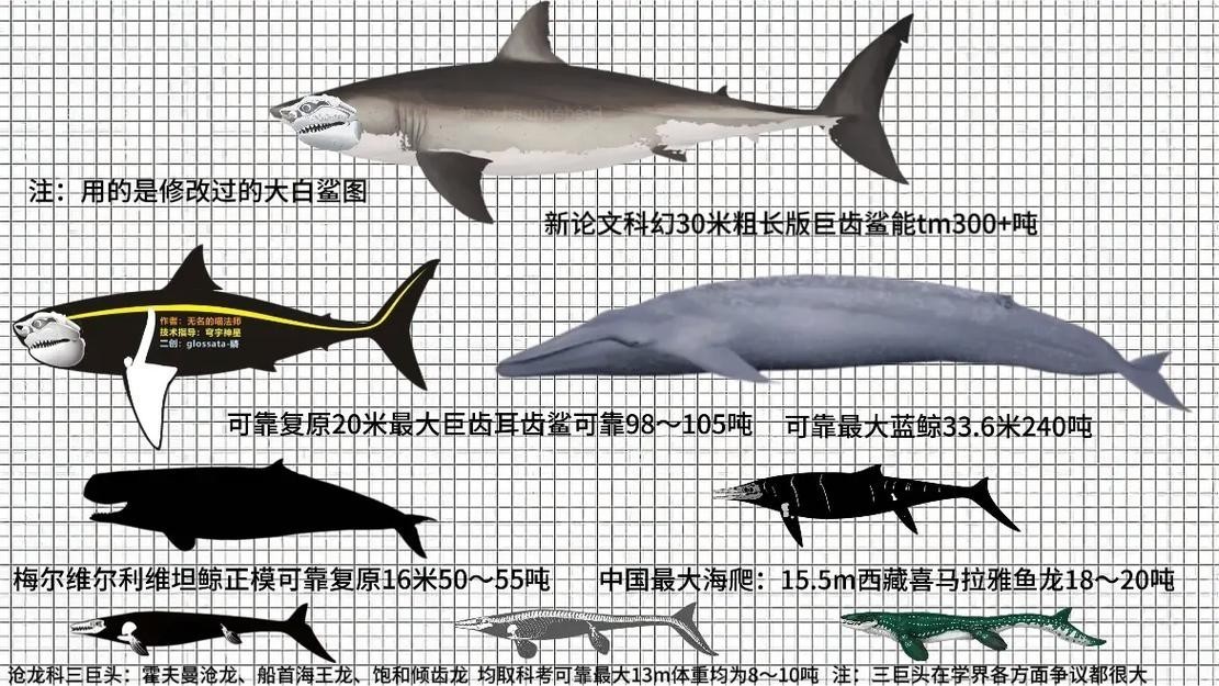 淡水白鯊圖片大全