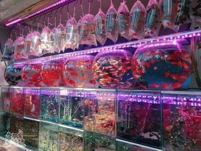 花鳥魚市場的魚缸怎么賣的啊（花鳥魚蟲市場養護秘籍了解如何正確養護魚缸養護技巧） 花鳥魚市場的魚缸怎么賣的啊（花鳥魚蟲市場養護秘籍了解如何正確養護魚缸養護技巧） 魚缸百科 第3張