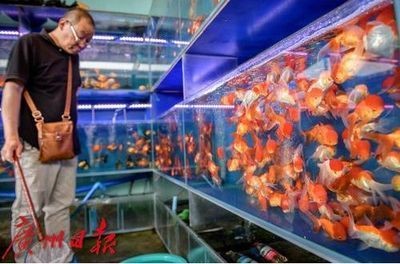 花鳥魚市場的魚缸怎么賣的啊（花鳥魚蟲市場養護秘籍了解如何正確養護魚缸養護技巧） 花鳥魚市場的魚缸怎么賣的啊（花鳥魚蟲市場養護秘籍了解如何正確養護魚缸養護技巧） 魚缸百科 第2張