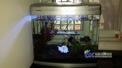 花鳥魚市場的魚缸怎么賣的啊（花鳥魚蟲市場養護秘籍了解如何正確養護魚缸養護技巧） 花鳥魚市場的魚缸怎么賣的啊（花鳥魚蟲市場養護秘籍了解如何正確養護魚缸養護技巧） 魚缸百科 第1張