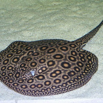 帝王三色魟魚