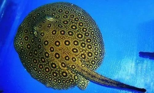 帝王三色魟魚