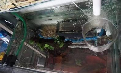 80長的魚缸可以養龍魚嗎:80長的魚缸能養多大的魚缸能養多大的魚缸能養多少條魚