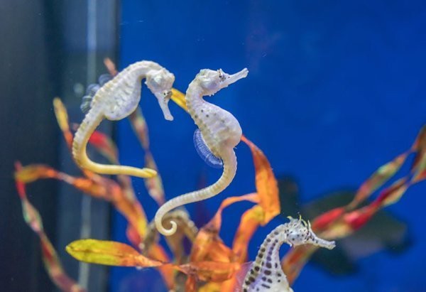 海馬和海龍哪個(gè)更貴？
