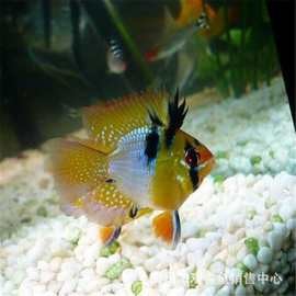 鳳凰魚一條多少錢