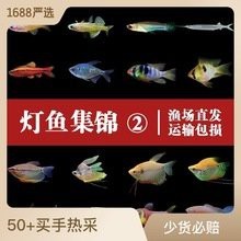 鳳凰魚一條多少錢