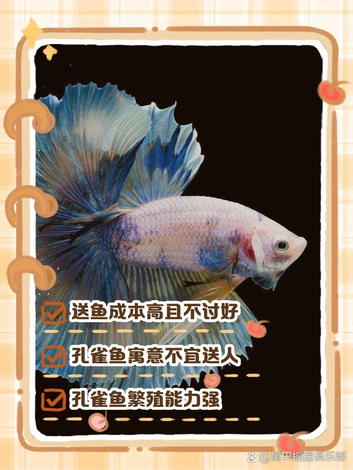 7條龍魚為何不能隨便送 7條龍魚為何不能隨便送 龍魚論壇 第3張