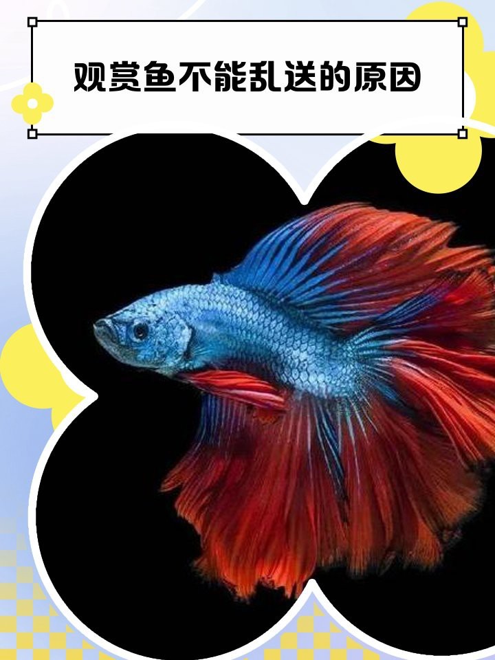 7條龍魚為何不能隨便送 7條龍魚為何不能隨便送 龍魚論壇 第2張