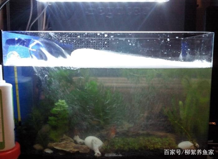 魚缸水很多泡沫怎么回事(魚缸水很多泡沫怎么辦) 魚缸百科 第1張 魚缸水很多泡沫怎么回事(魚缸水很多泡沫怎么辦) 魚缸水很多泡沫怎么回事(魚缸水很多泡沫怎么辦) 魚缸百科 第1張